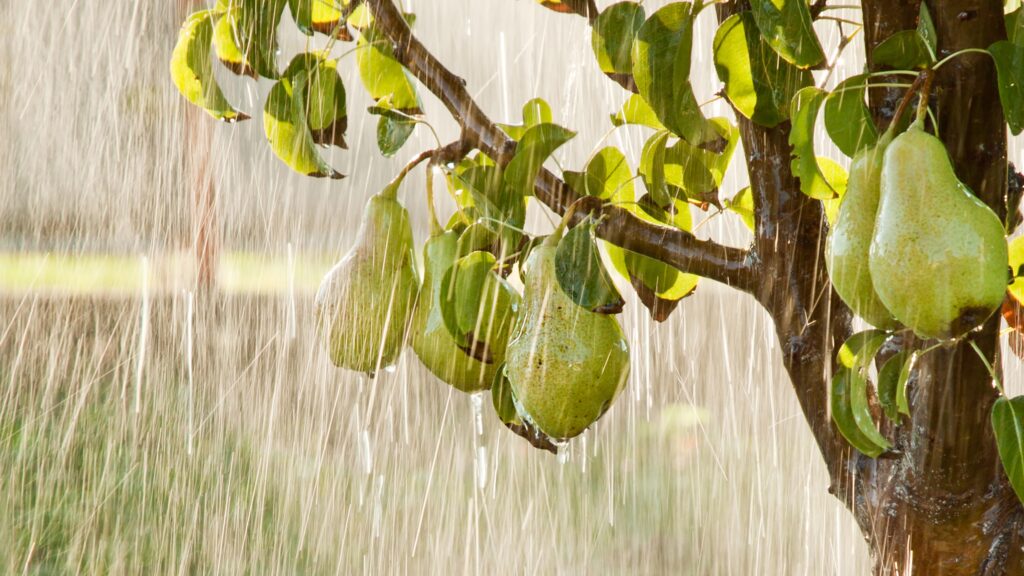 cuidados com a horta em períodos de chuva para melhorar o desenvolvimento das plantas e protegê-las de doenças e insetos.