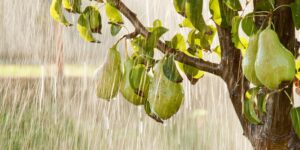 chuvas atípicas podem prejudicar o desenvolvimento das plantas da horta e aumentar a incidência de doenças e insetos.