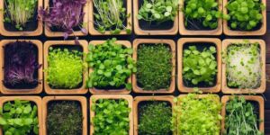 Conheça os nutrientes de 20 variedades de microverdes